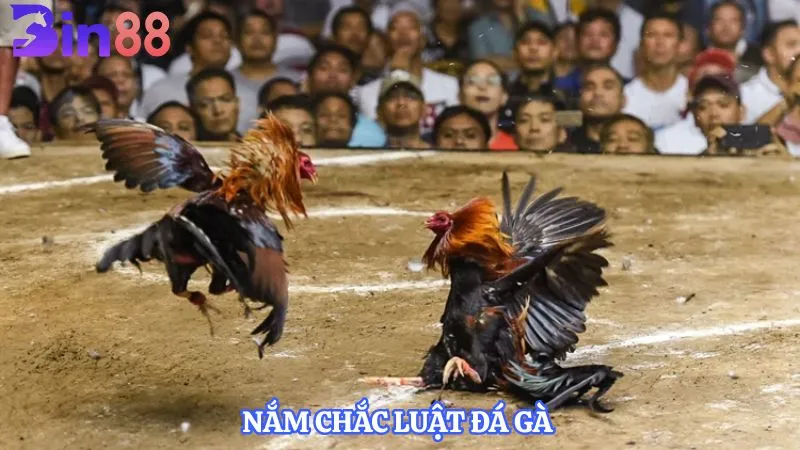 Nắm chắc luật đá gà