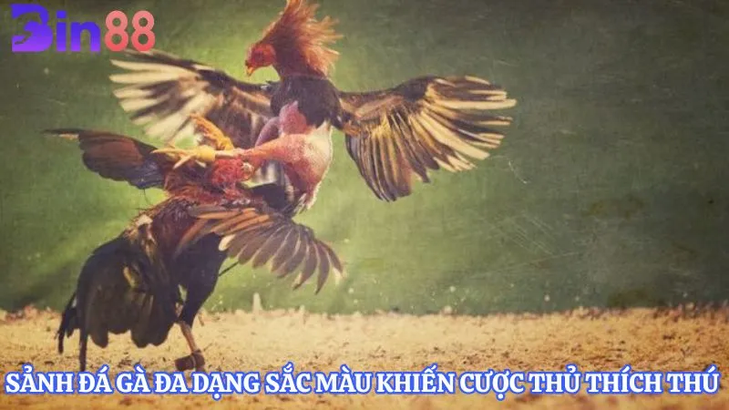 Sảnh đá gà đa dạng sắc màu khiến cược thủ thích thú