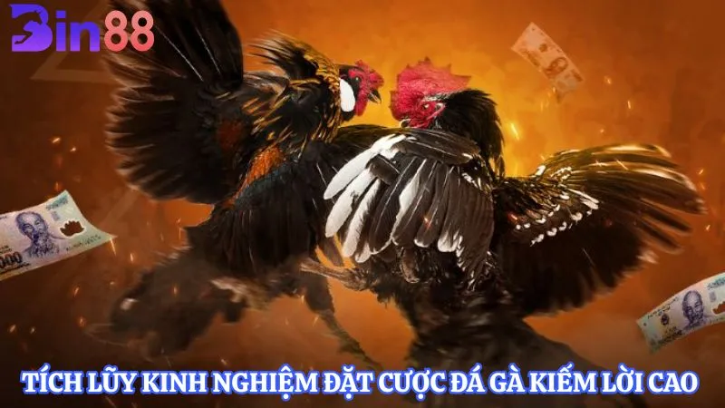 Tích lũy kinh nghiệm đặt cược đá gà BIN88 kiếm lời cao