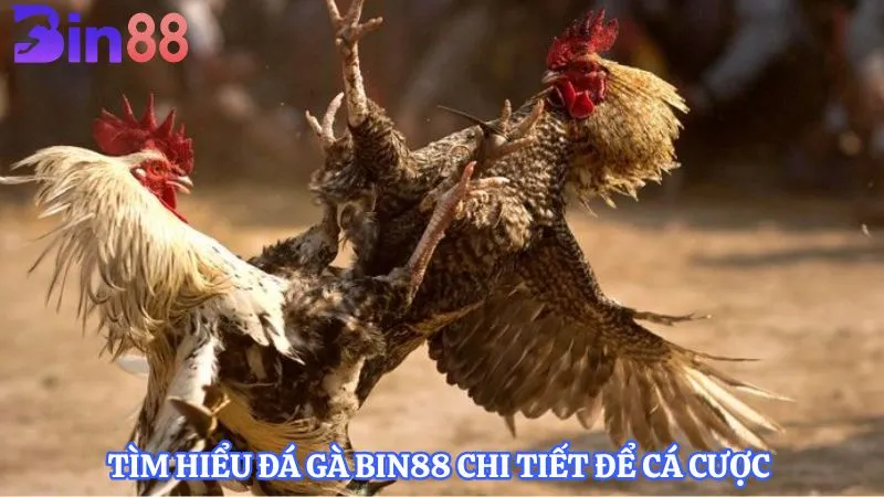 Tìm hiểu đá gà BIN88 chi tiết để cá cược