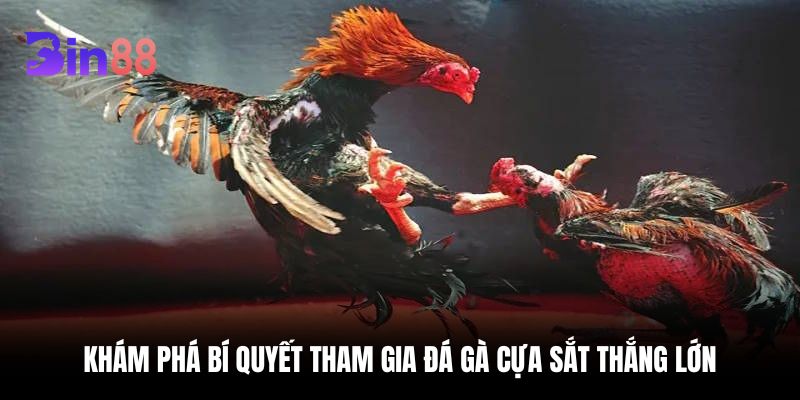 đá gà cựa sắt
