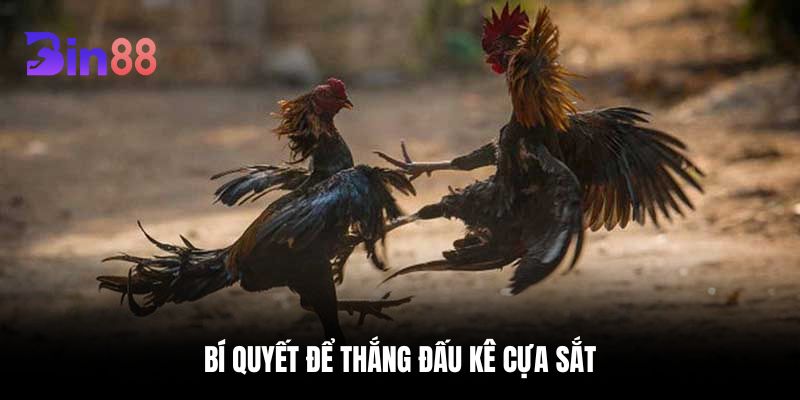 Bí quyết để thắng đấu kê cựa sắt