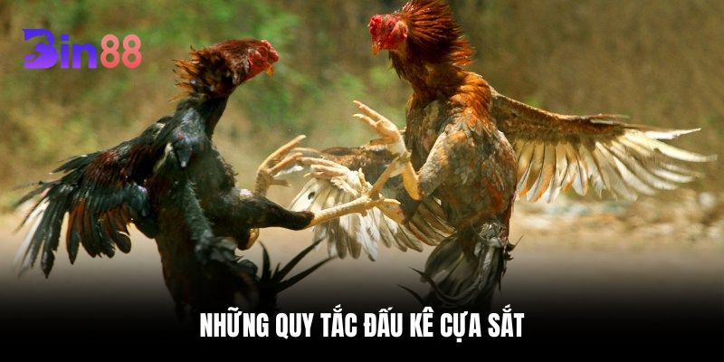 Những quy tắc đấu kê cựa sắt