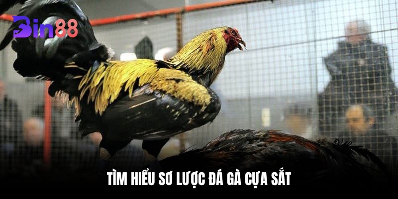 Tìm hiểu sơ lược đá gà cựa sắt